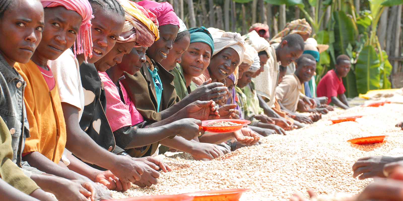 Counter Culture coffee: Shilicho, Sidama, Ethiopia – Clover Food Lab