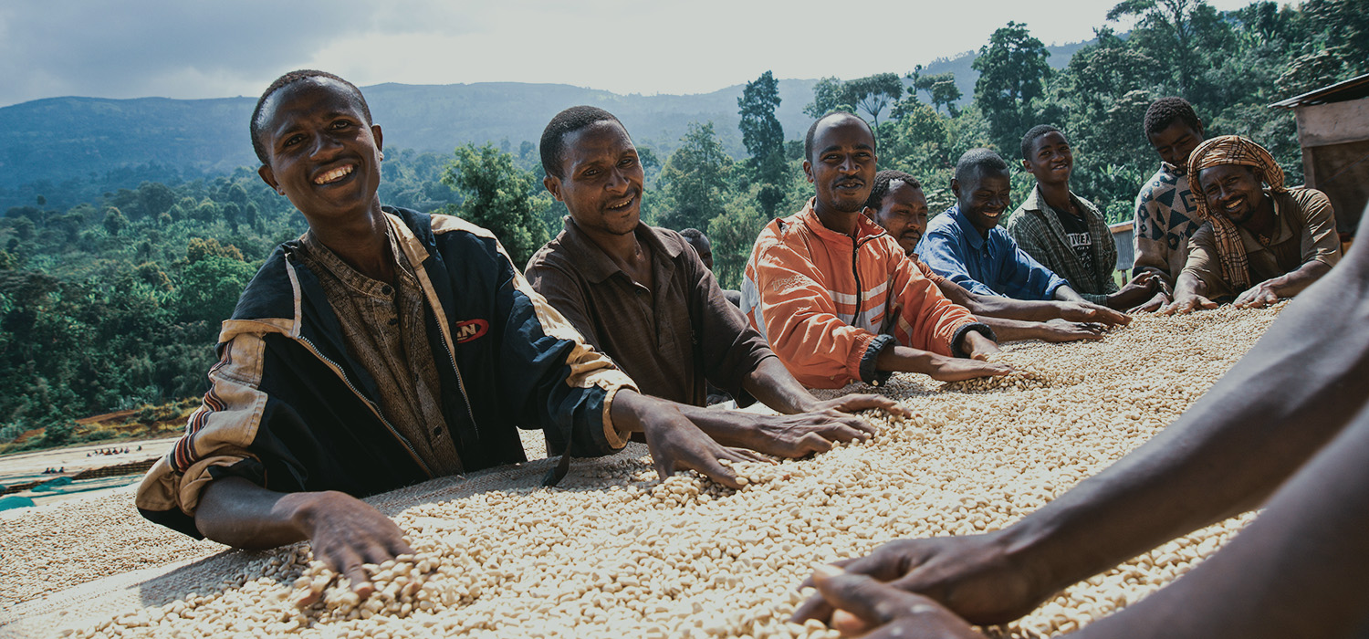 Coffee harvest calendar plan and know what to roast Trabocca